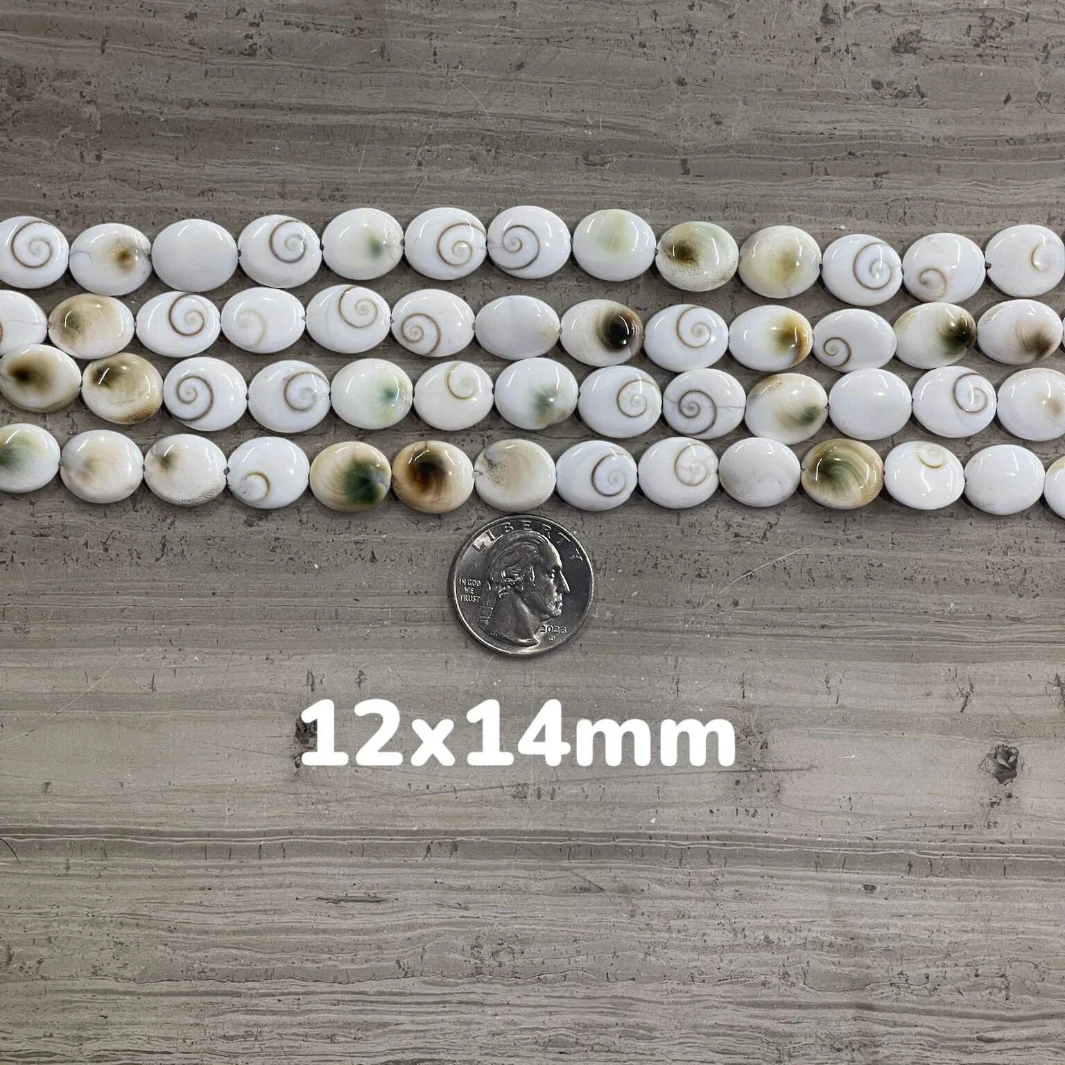 Shiva Shell, Pacific Cat's Eye Shell, Operculum, Gastropod, Oval - Rubber City Bargains