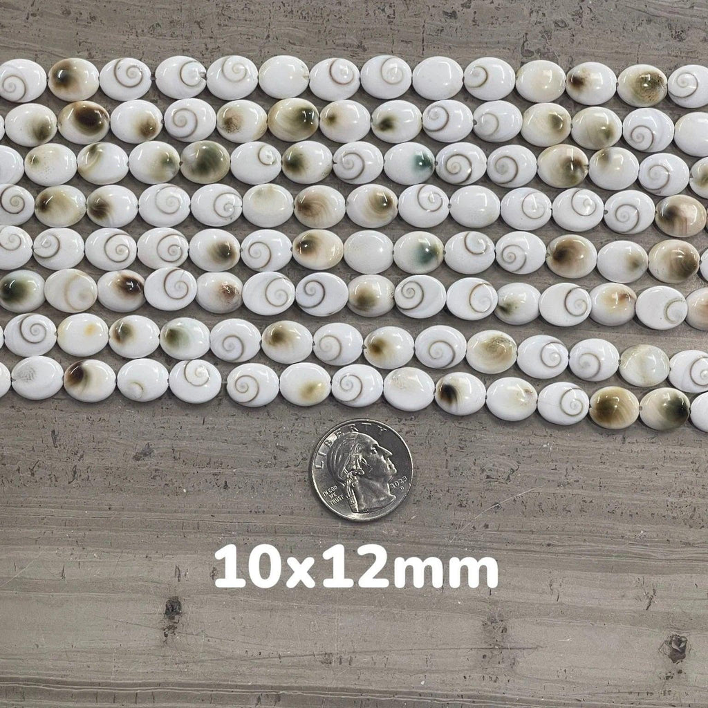 Shiva Shell, Pacific Cat's Eye Shell, Operculum, Gastropod, Oval - Rubber City Bargains