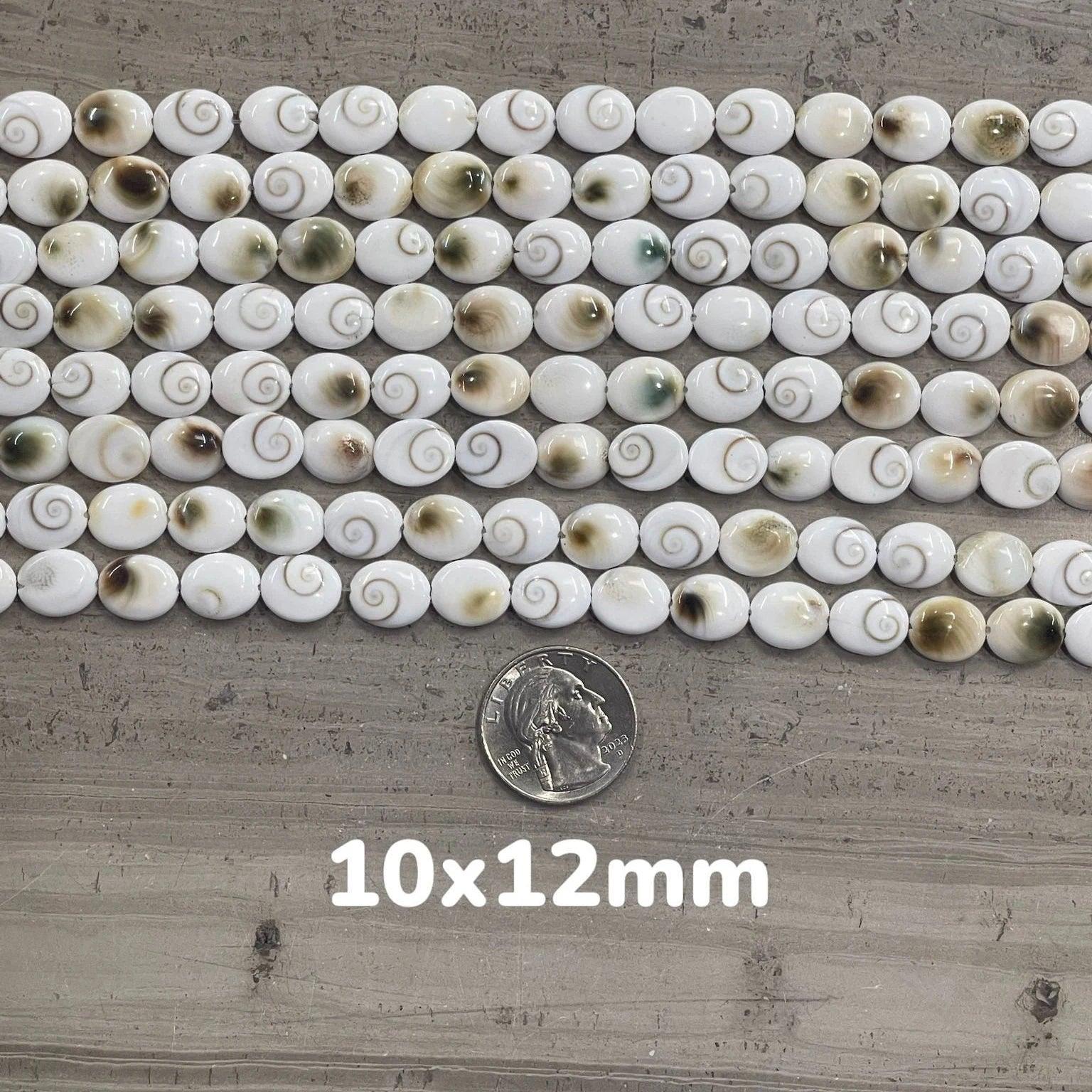 Shiva Shell, Pacific Cat's Eye Shell, Operculum, Gastropod, Oval - Rubber City Bargains