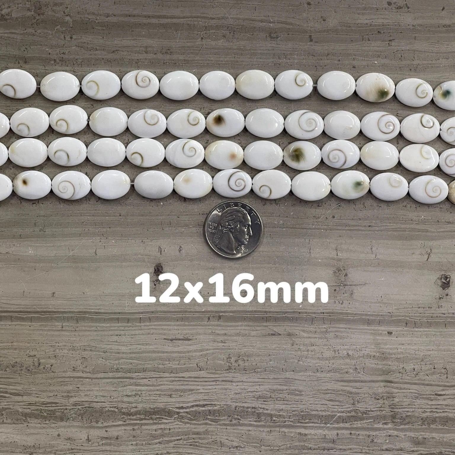 Shiva Shell, Pacific Cat's Eye Shell, Operculum, Gastropod, Oval - Rubber City Bargains