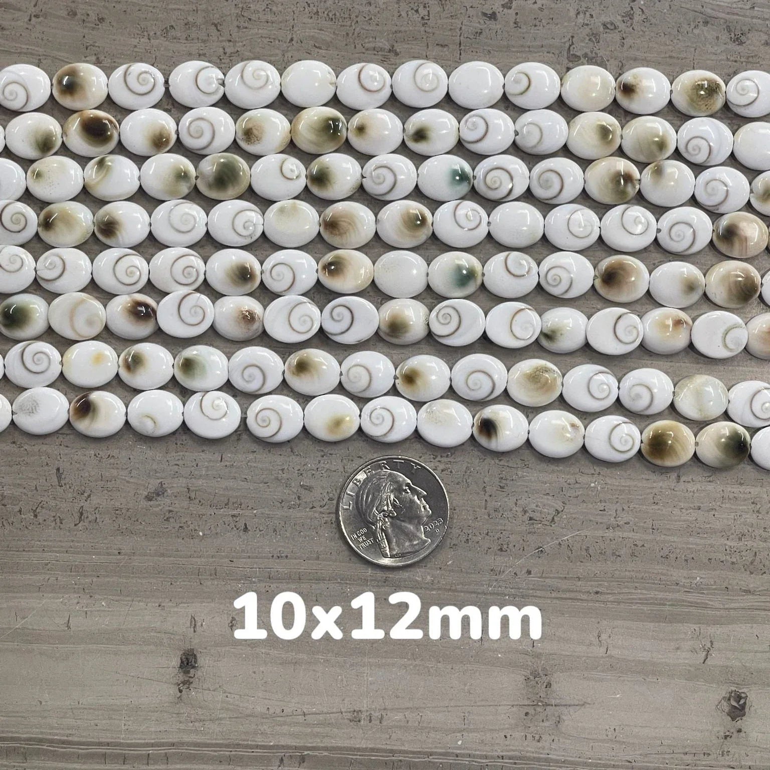 Shiva Shell, Pacific Cat's Eye Shell, Operculum, Gastropod, Oval - Rubber City Bargains