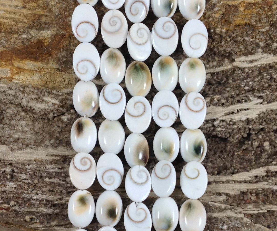 Shiva Shell, Pacific Cat's Eye Shell, Operculum, Gastropod, Oval - Rubber City Bargains