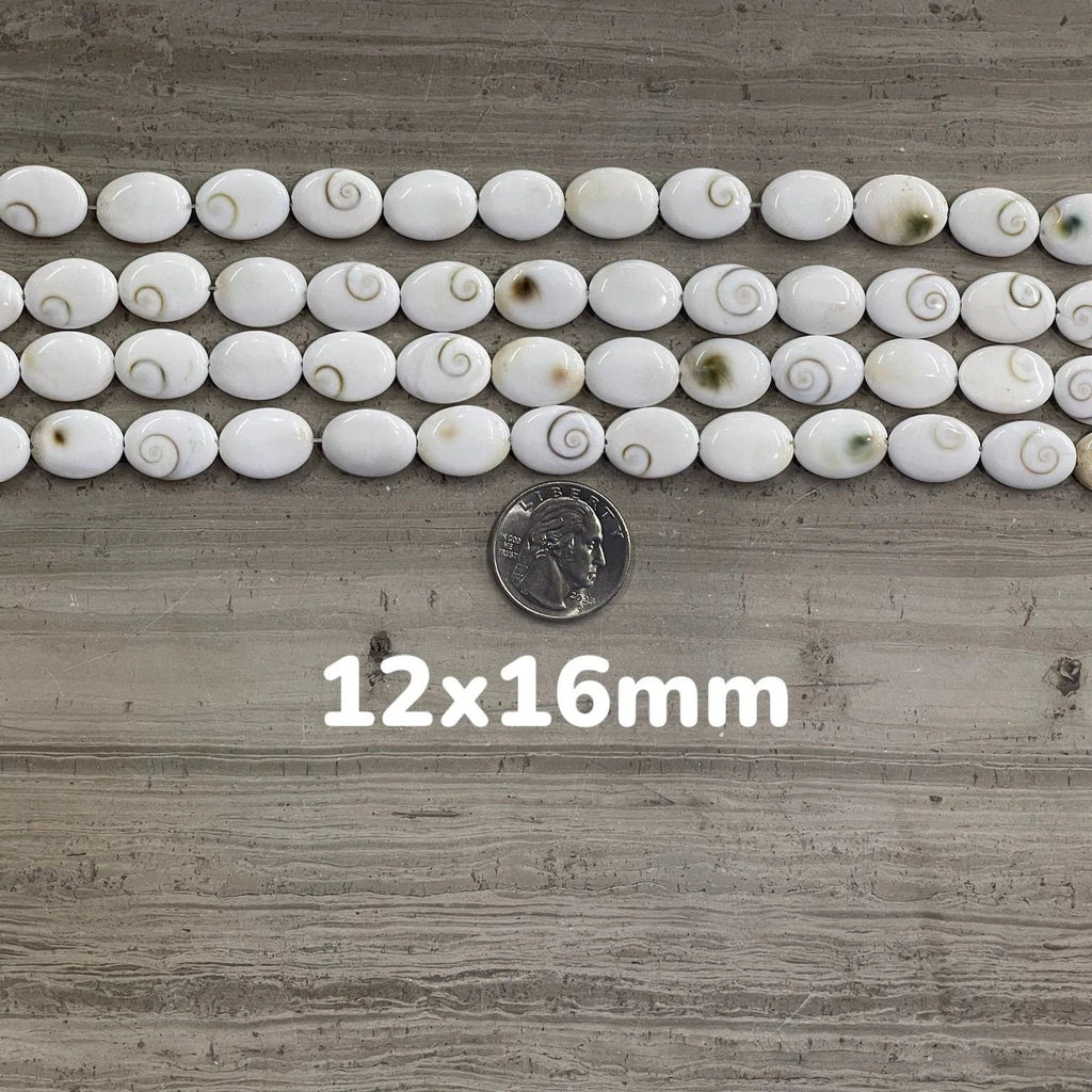 Shiva Shell, Pacific Cat's Eye Shell, Operculum, Gastropod, Oval - Rubber City Bargains