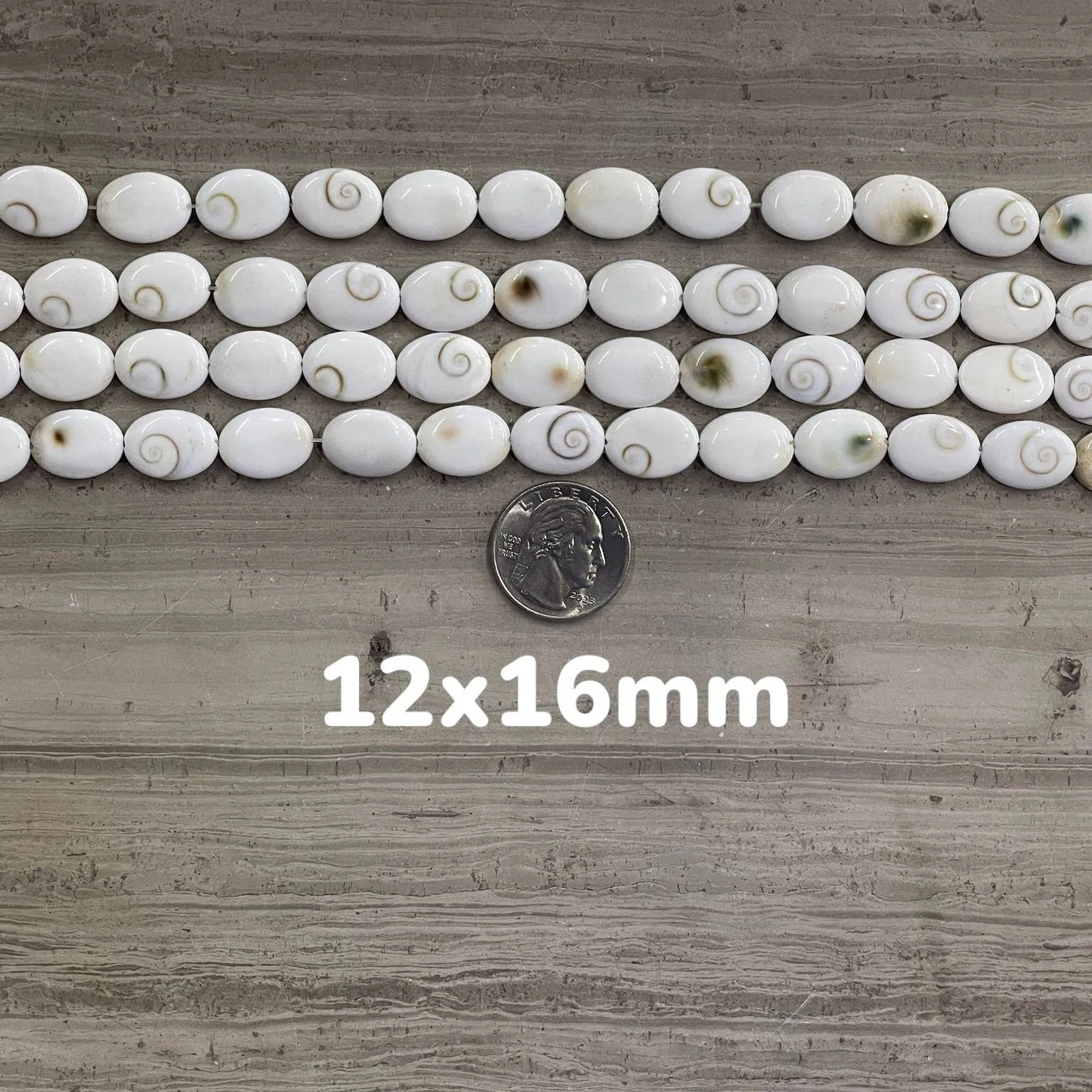 Shiva Shell, Pacific Cat's Eye Shell, Operculum, Gastropod, Oval - Rubber City Bargains